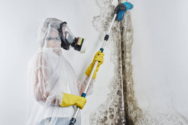 Best Residential Mold Removal  in Cass City, MI