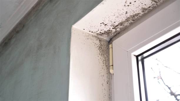 Best Certified Mold Removal  in Cass City, MI
