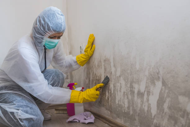 Best Mold Damage Repair  in Cass City, MI