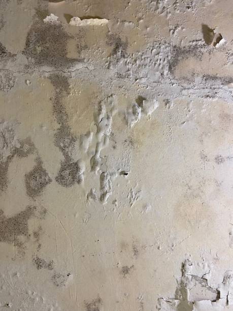 Professional Mold Removal in Cass City, MI