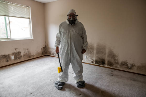 Best Certified Mold Removal  in Cass City, MI