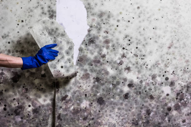 Best Crawl Space Mold Removal  in Cass City, MI